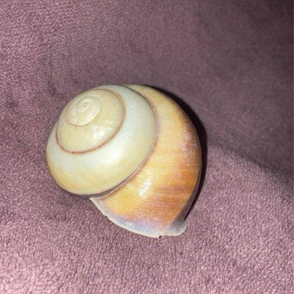 Sea shells